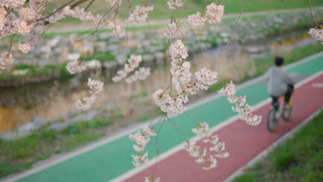 People-riding-bikes-in-Yangjae-Citizen-Forest-Park,-focus-on-cherry-blossoms