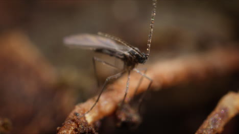 Una-Mosca-Del-Hongo,-También-Llamada-ácaro-Del-Hongo,-En-Un-Primer-Plano-De-La-Raíz-De-Una-Planta