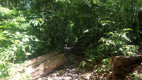 Tranquil-scenery,-deep-in-Sumatran-forest,-lush-greenery-and-woodland