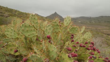 Prickly-pear-with-ripe-fruit-growing-in-the-mountains-in-dry-Tenerife-countryside-in-spring,-Canary-Islands,-Spain