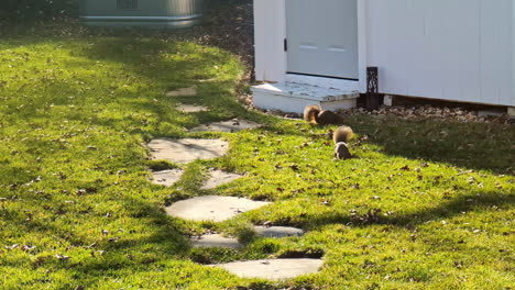 Two-squirrels-eat-at-autumnal-garden-grass-with-sunny-rays-stone-path-to-white-house-wild-animals-in-countryside-town