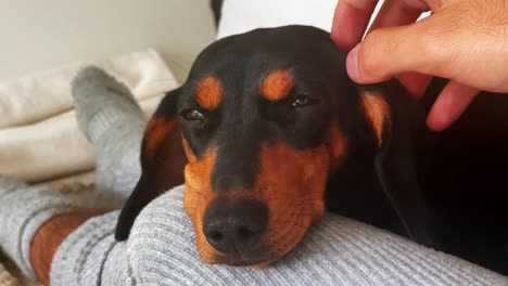 Close-Up-of-Hand-Caressing-Sleepy-Dachshund-Puppy-in-Slow-Motion