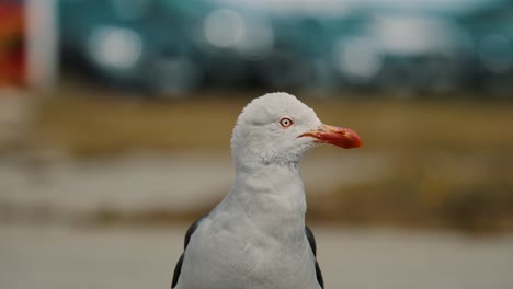 Vorderporträt-Einer-Delfinmöwe-In-Ushuaia,-Feuerland,-Argentinien