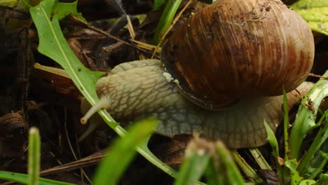 Common-garden-snail,-Cornu-aspersum,-slowly-crawling-through-the-forest-floor