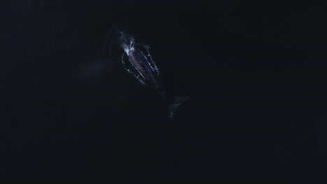 Gray-Whale-feeding-in-Pacific-Ocean-shallows,-slow-motion-aerial-top-down-view