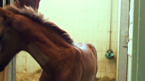 Foal-with-its-horse-mother-in-the-background