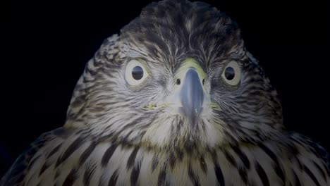 High-quality-footage-set-against-a-black-background,-illuminated-only-by-light-highlighting-the-eagle's-face,-this-close-up-scene-glimpse-into-the-raw-beauty-of-nature