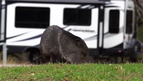 Animal-Salvaje-De-Jabalina-Sobre-Hierba-Verde-Mientras-El-Remolque-Estacionado-Y-El-Camión-Pasa,-Vista-Estática