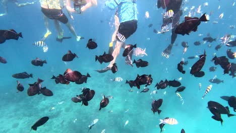 Tropical-Fish-Surrounding-A-Group-Of-Tourists-In-Oahu,-Honolulu,-Hawaii