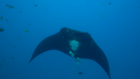 Giant-oceanic-manta-ray-cruise-through-clear-blue-ocean-with-two-remoras-below