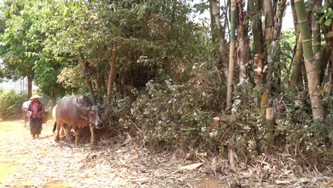 a-BurmeseFarmer-with-two-water-buffalos