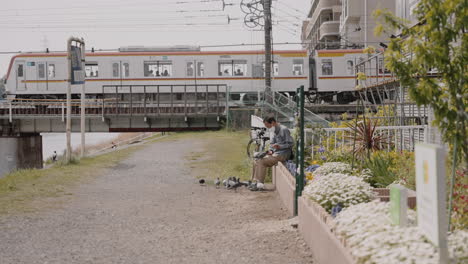 Masked-Japanese-elderly-feeding-and-interacting-with-small-flock-of-pigeons-on-a-nice-spring-day-with-running-commuter-train-crossing-an-overpass-in-the-background,-local-everyday-life-and-in-Japan