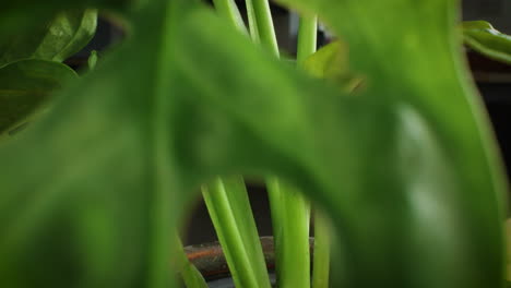 Monstera-Adansonii-Planta-De-Casa-Cámara-Inclinar-Hacia-Abajo