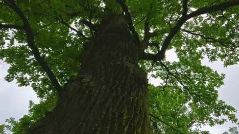 Nahaufnahme-Eines-Alten-Baumes-Mit-Moos-An-Den-Ergu-Klippen-Im-Gauja-Nationalpark-Lettland,-Blätter-Im-Hintergrund-über-Der-Skyline,-Insekten-Fliegen-Vorbei