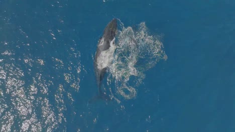 Discover-the-beauty-and-wonder-of-whales-in-their-natural-environment