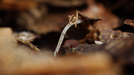 Makroaufnahme-Eines-Weißen-Topfwurms,-Der-Sich-In-Organischem-Detritus-Des-Waldbodens-Bewegt