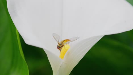 Insect-gathering-pollen-from-a-large-white-lilly-flower-in-summer