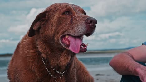 Un-Perro-Labrador-Marrón-Con-Cara-Arenosa-Y-Collar,-Después-De-Nadar-Y-Caminar-Por-La-Playa,-Jadeando-Y-Mirando-A-Su-Alrededor-En-Un-Día-Ventoso-Junto-A-Su-Dueño