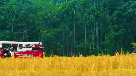 Harvesting-paddy-rice-Paddy-Reaper-agriculture-in-third-world-country