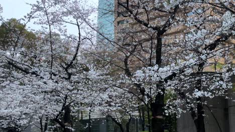 Foto-Panorámica-Del-Paisaje-De-Cerezos-En-Flor-De-Sakura-En-Un-Parque-Urbano-Japonés