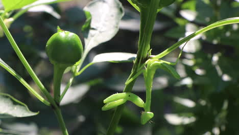 Praying-mantis-hanging-on-a-chili-pepper-plant-looking-at-the-camera,-close-up