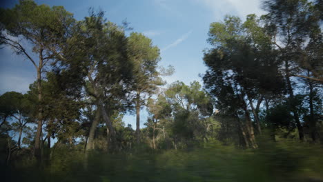Scenic-drive-through-lush-forest-in-Mallorca,-Spain