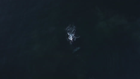 Weite-Luftaufnahme-Eines-Grauwals,-Der-Beim-Fressen-Im-Pazifischen-Ozean-An-Die-Oberfläche-Kommt