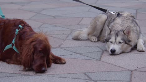 Adorable-dogs,-Irish-Setter-and-Husky-relax-on-leash-on-city-street