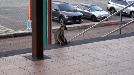 Endangered-Long-tailed-Macaque-Monkey-Sitting-On-The-Stairs-At-Batu-Caves-Area-In-Gombak,-Selangor,-Malaysia