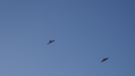 Mirando-Pájaros-Volando-Sobre-Edificios-Históricos-En-Bath,-Inglaterra---Tiro-De-ángulo-Bajo