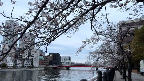 Panoramic-waterscape-city-of-yokohama-at-ooka-river-bridge-cherry-blossom-promenade-Japan