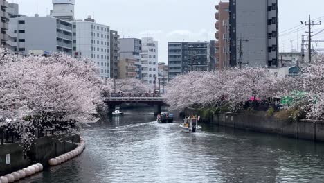 Barco-Fluvial-Navegando-Flor-De-Sakura-Paisaje-Urbano-Tráfico-De-Coches-Callejeros-Y-Fondo-De-Edificio-De-Barrio-Moderno