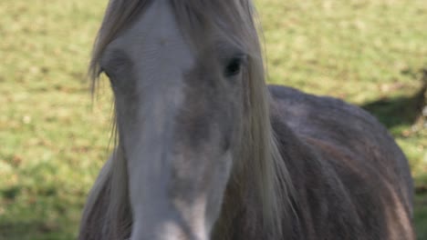 Close-up-Portrait-Of-Domesticated-Horse-On-Field-In-County-Meath,-Ireland
