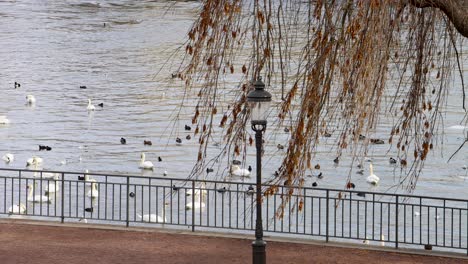 Swans-gathering-by-waterfront-in-Stockholm,-with-willow-branches-and-street-lamp