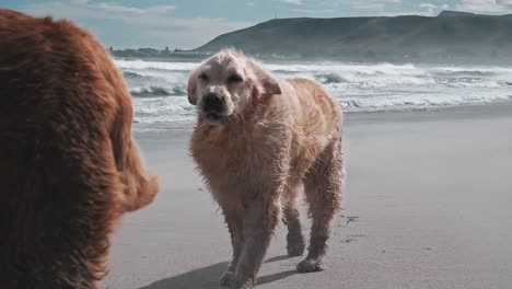 Ein-Golden-Retriever-An-Einem-Strand-Bei-Sehr-Starkem-Wind