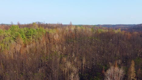 Fire-blackened-trees-contrast-with-fresh-green-pines,-aerial-view