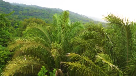 Palm-Trees-In-Tropical-Paradise-In-Tayrona-National-Park,-Santa-Marta,-Magdalena-Colombia