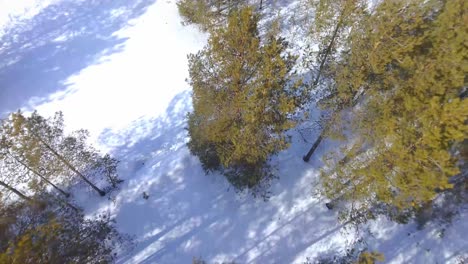 Drone-flies-over-green-fir-trees-in-winter