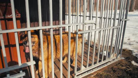 Large-brown-dog-walks-in-a-metal-cage