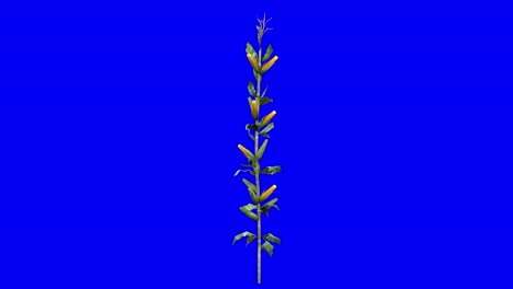 3D-corn-plant-with-wind-effect-on-blue-screen-3D-animation