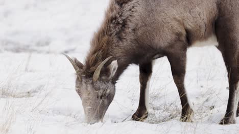 Dickhornschafe-Grasen-Im-Winter-In-Montana