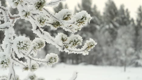 Close-Up-of-Snow-and-Frost-on-Coniferous-Tree-Branch-Winter-Forest-PAN