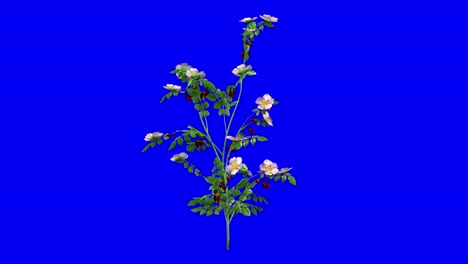 3D-Hundsroseblüte-Mit-Windeffekt-Auf-Blauem-Bildschirm,-3D-Animation