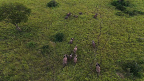 Toma-Aérea-Inclinada-De-Elefantes-En-La-Sabana-De-Uganda,-África---Loxodonta-Africana.