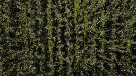 Symmetrical-rows-of-mature-corn-in-a-field-from-a-bird's-eye-view