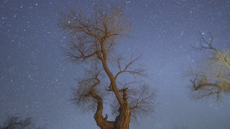 Timelapse-of-moving-stars-above-bare-tree-in-desert,-Utah,-USA