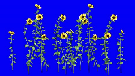 3D-Sonnenblumenbeetpflanze-Mit-Windeffekt-Auf-Blauem-Bildschirm,-3D-Animation
