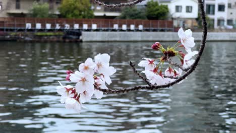 Flores-De-árbol-De-Sakura,-Flor-De-Cerezo-Con-Fondo-De-Agua-De-Río,-Paisaje-Natural-Frente-Al-Mar-En-Japón,-Vista-Pintoresca-Típica-Icónica-De-Primavera,-Vista-De-Primer-Plano