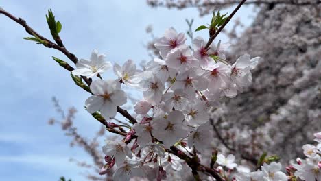 Nahaufnahme-Von-Kirschblütenblättern-Der-Sakura-Bäume-Mit-Blauer-Skyline-Im-Herbst-In-Japan