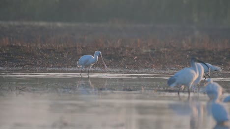 Eurasian-spoonbill-landing-in-Wetland